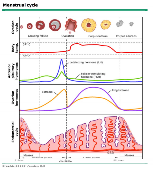 Menstrual Cycle Nzgp Web Directory